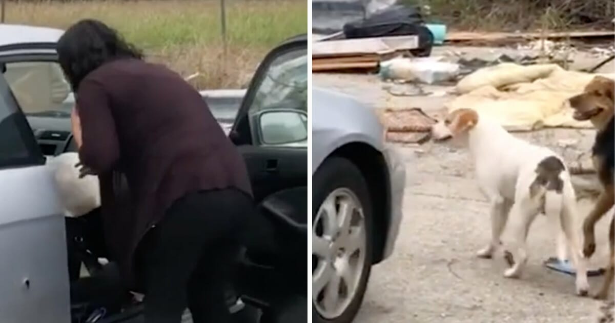 Kvinna dumpar hundar, överger hundar, hjärtlöst
