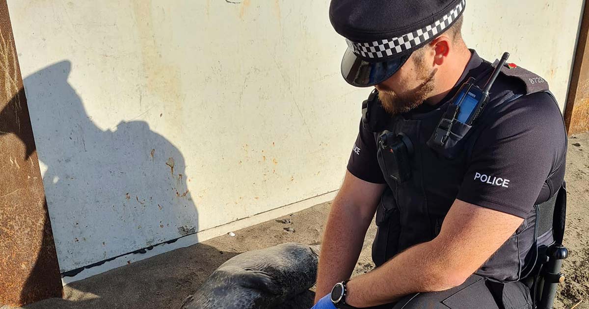 Polis hittar säl