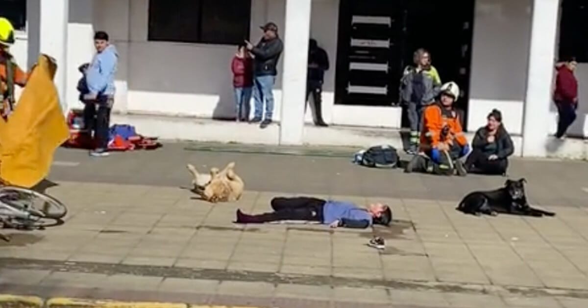 Hund spelar död
