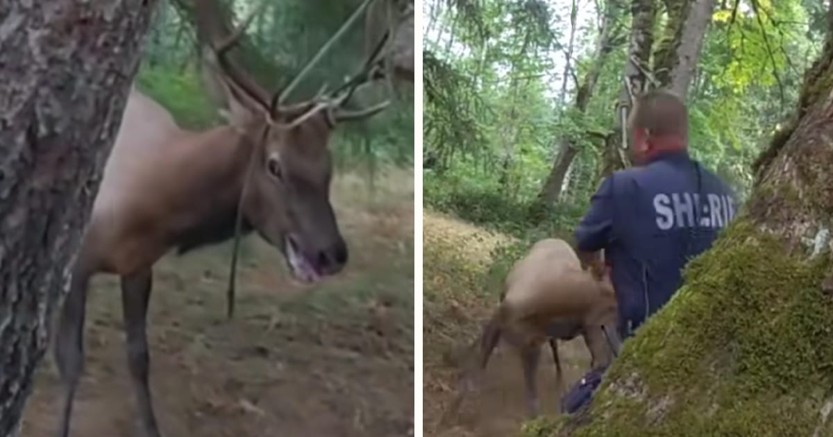 Hjort, räddning