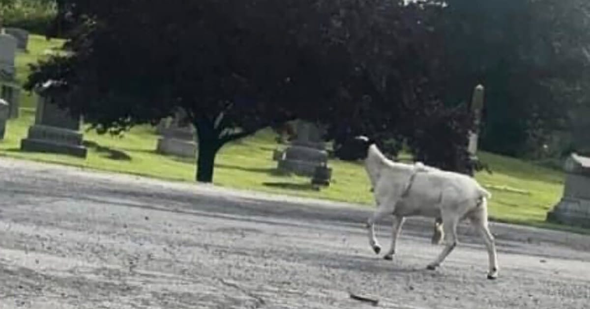 Får på kyrkogård