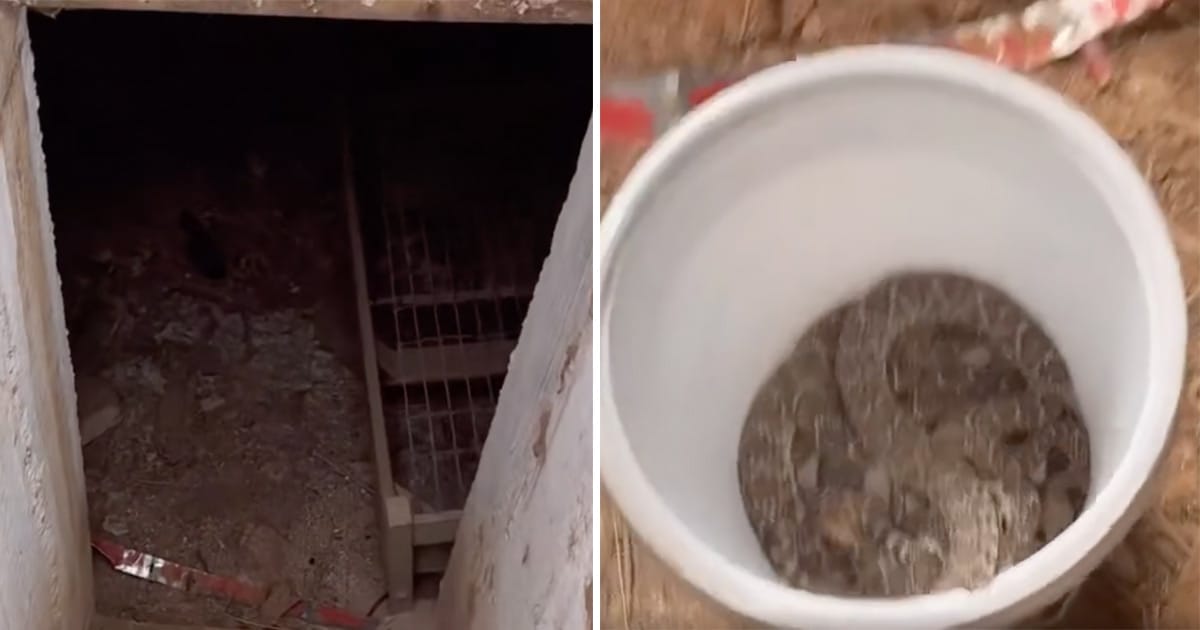 Big Country Snake Removal