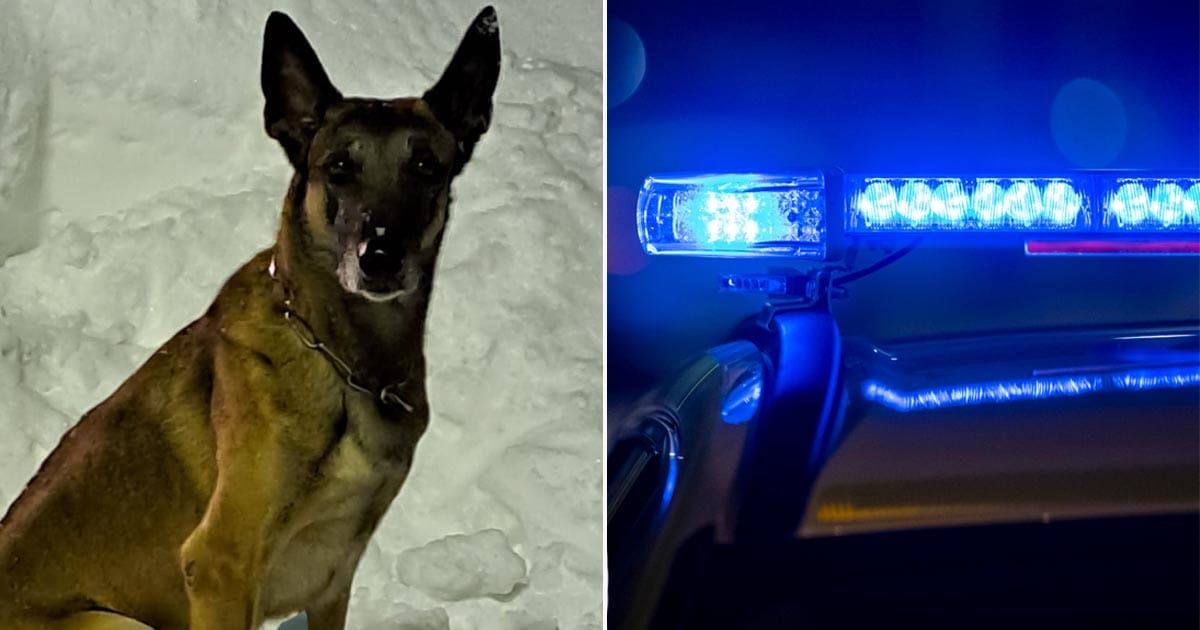 Polishund, räddning, kuha, finland, barn, räddningstjänst, polis, ambulans