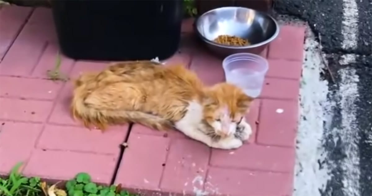 Katt