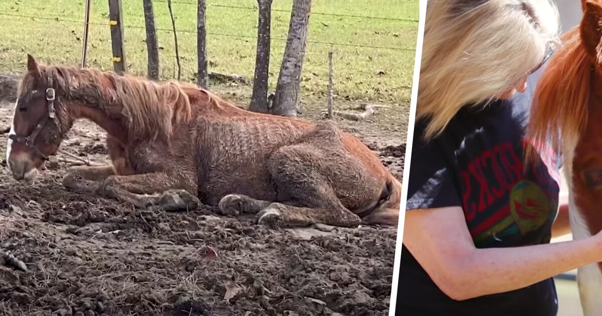 Utmärglade hästen Dasher