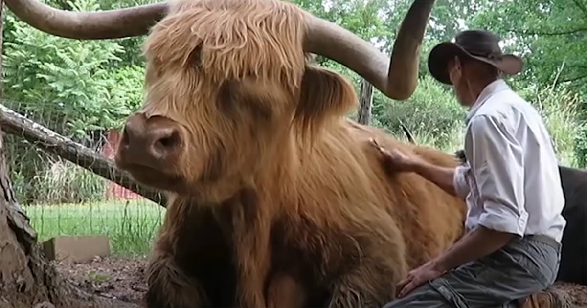 Scottish higland cattle