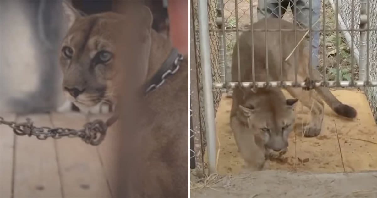 Lejonet Mufasa