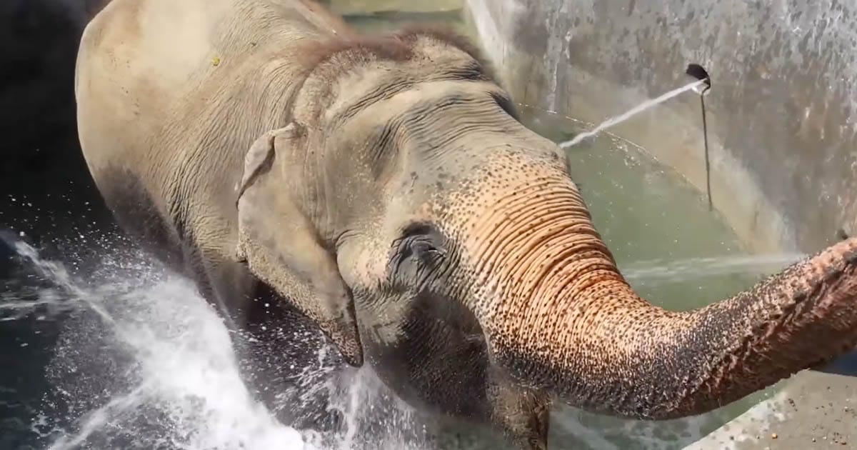 Elefant, bad, reservat