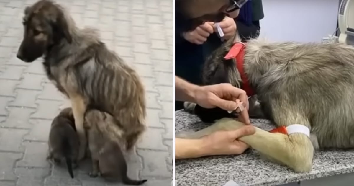 Liza, hund, räddning, hundräddning