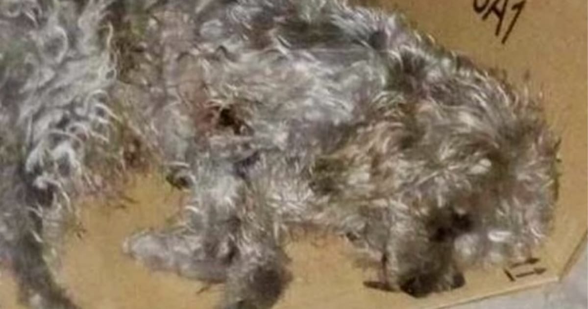 Hund, fluffboll, Grey