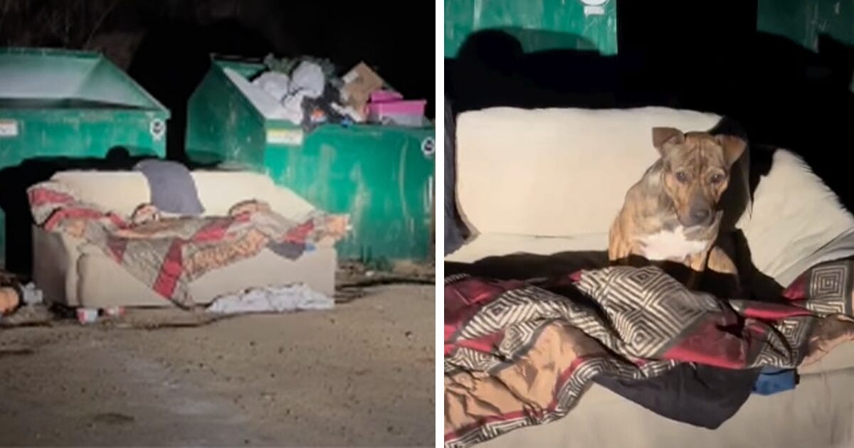 Hund bor i container
