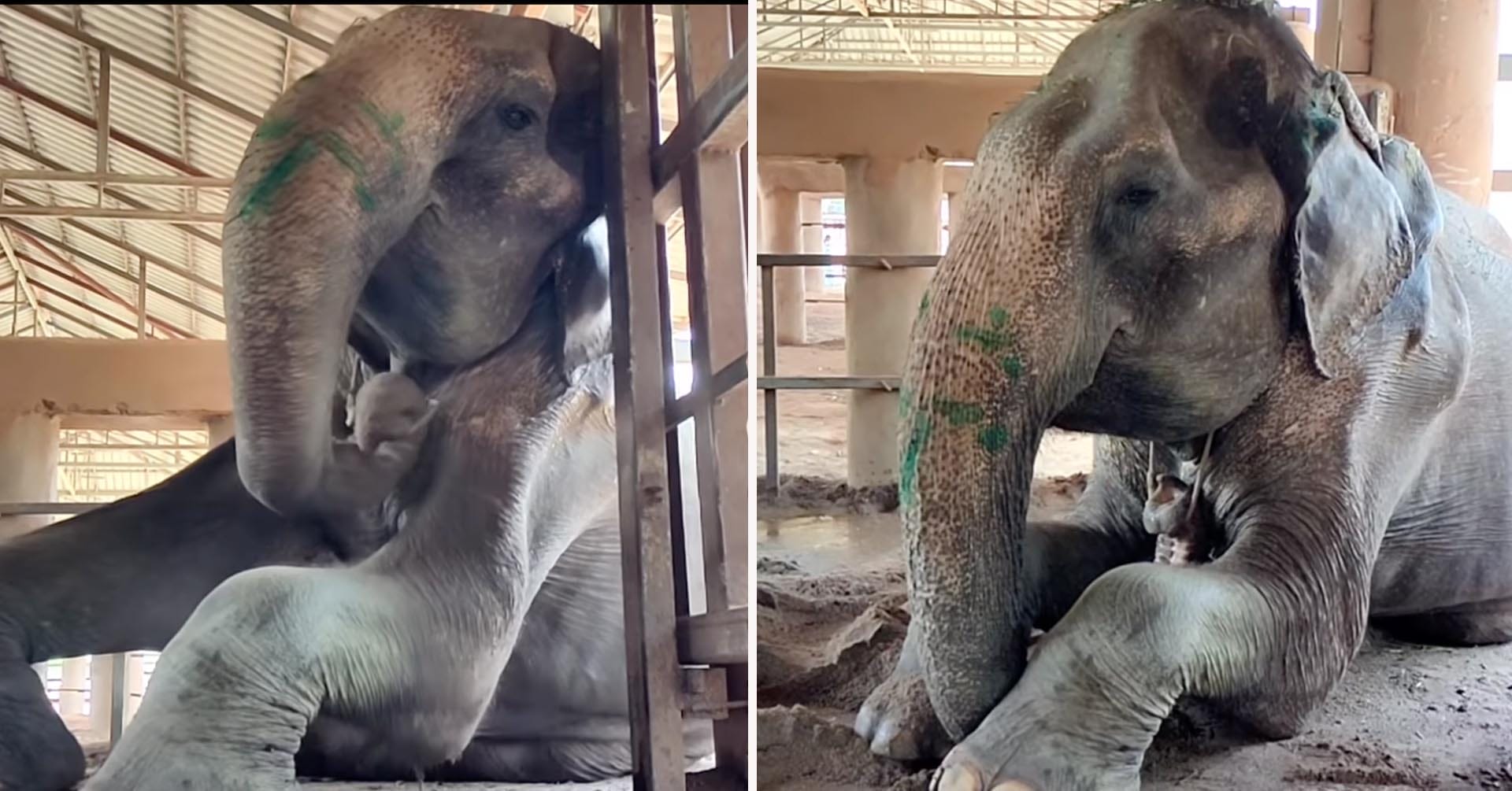 Grandma SomBoon, elefant