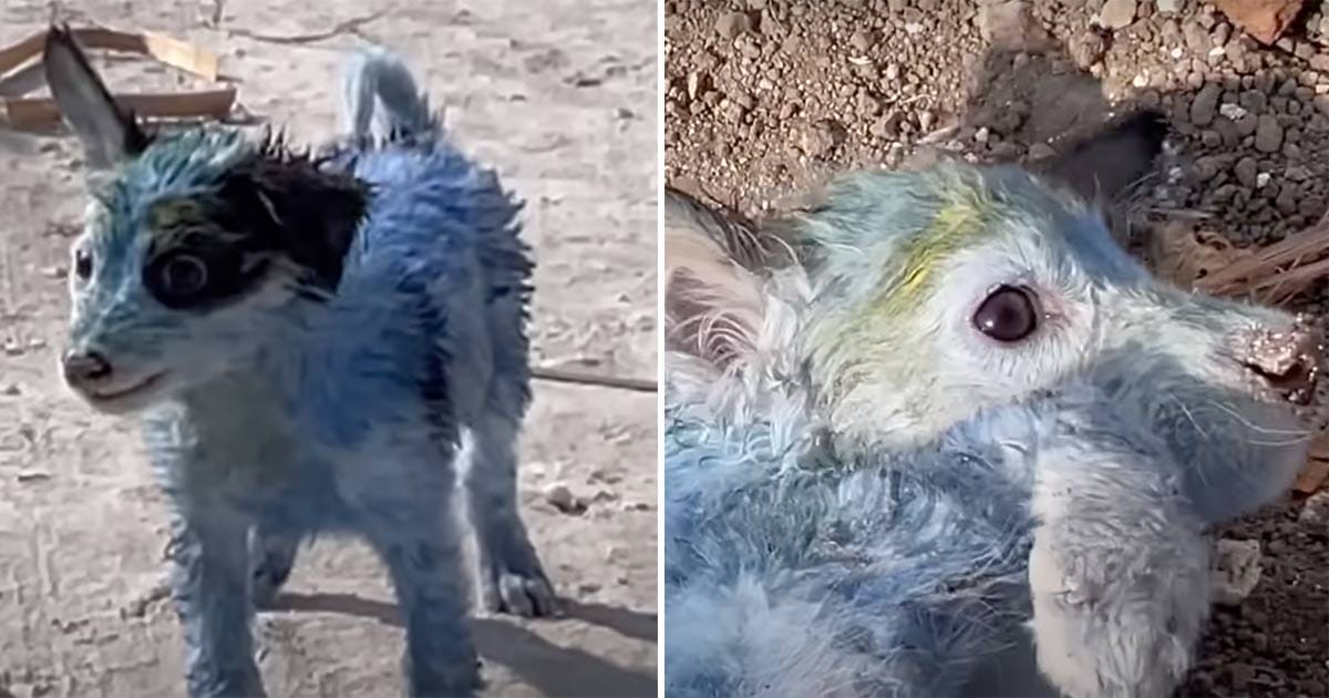 Blå hund