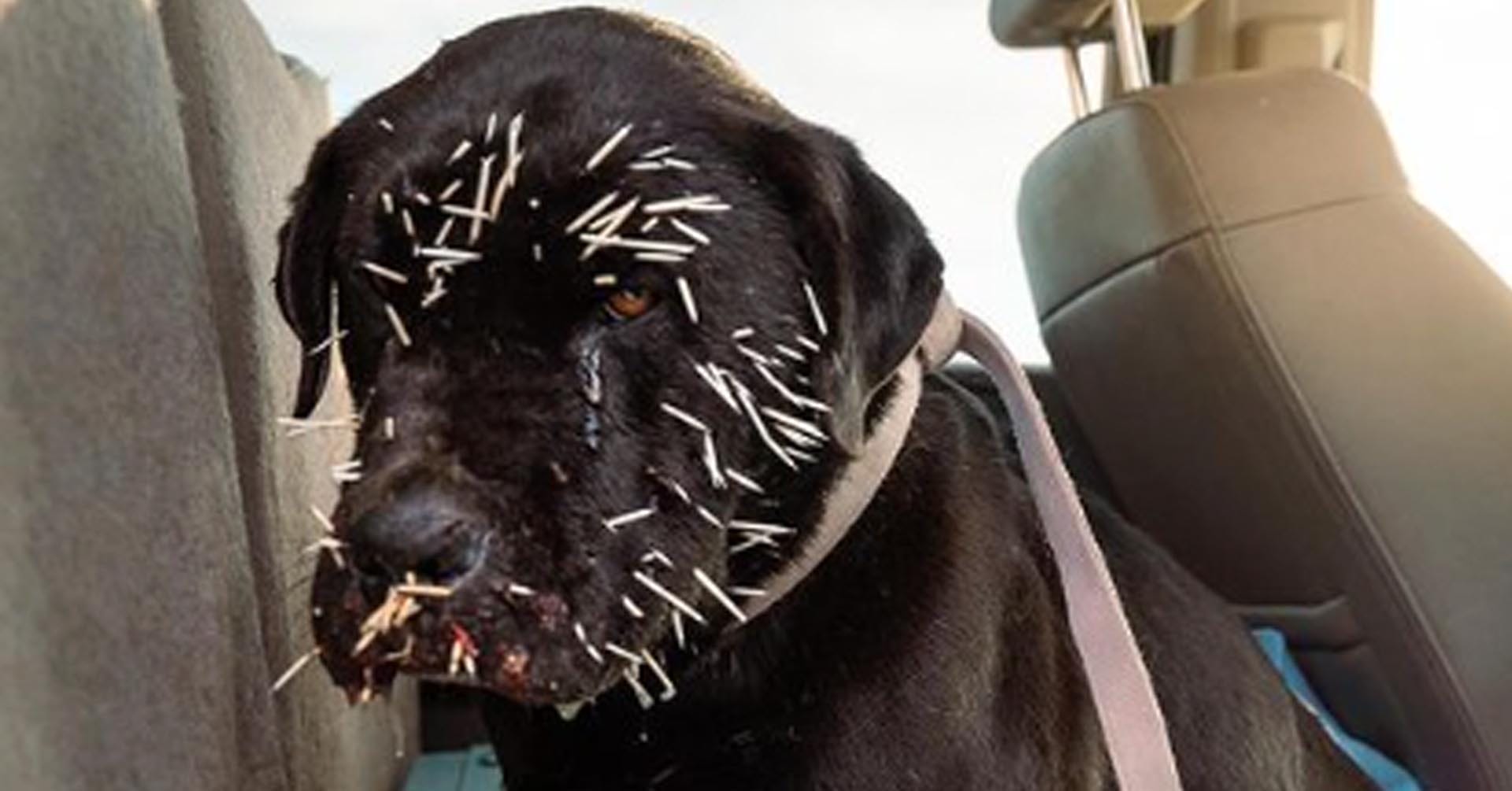 Trooper, Labrador