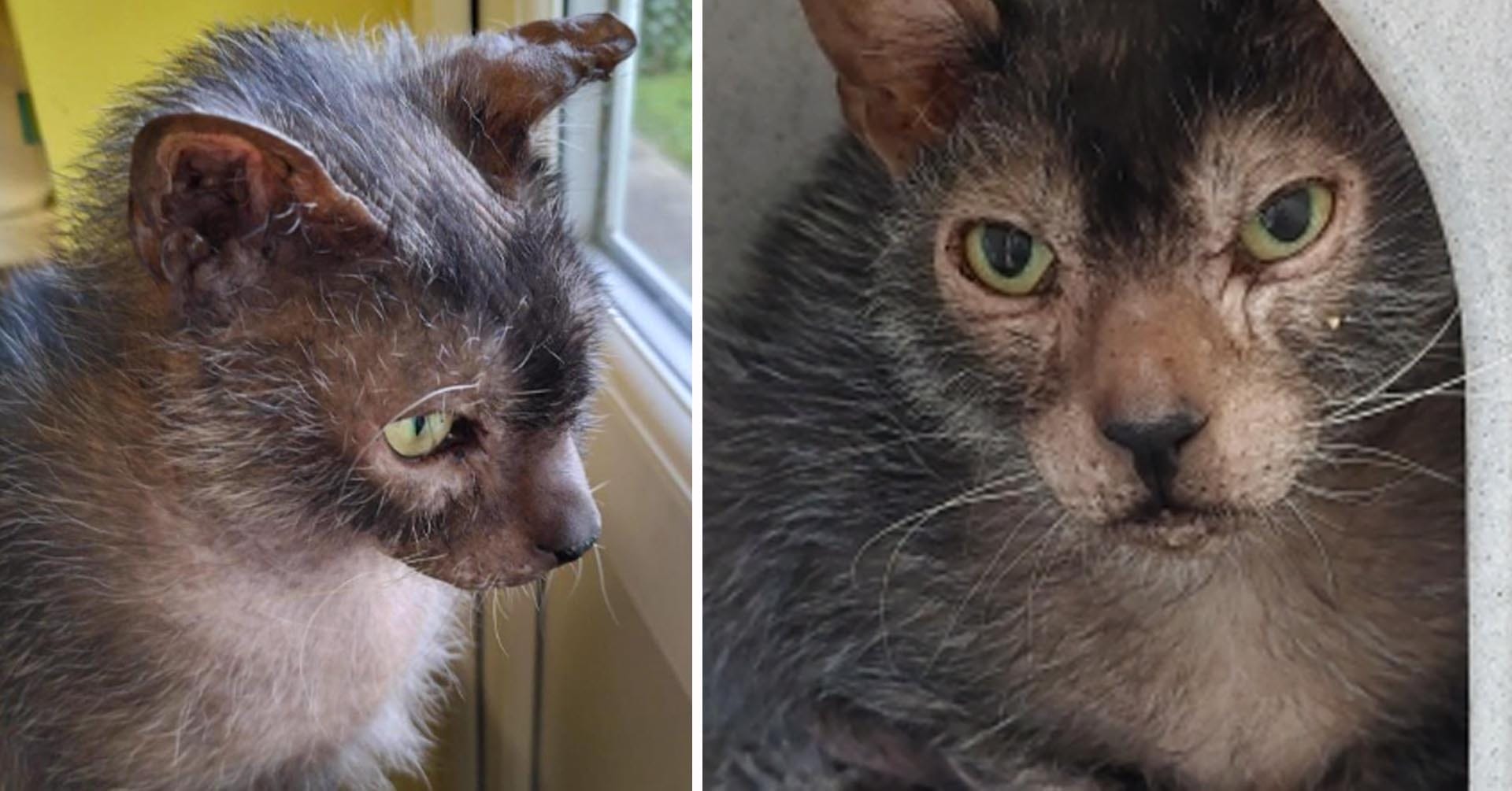 Lykoi, Fern, varulvskatt