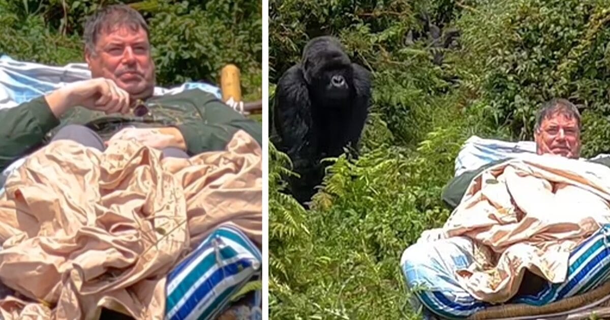 Träffar gorilla i djungeln