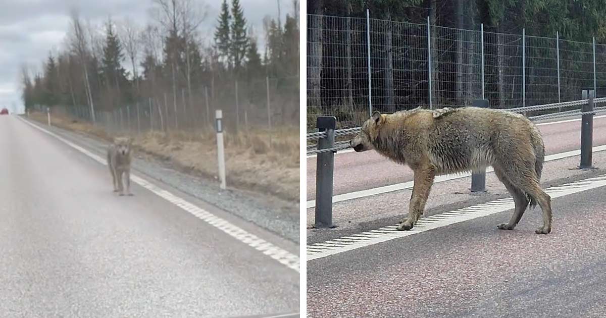 Varg