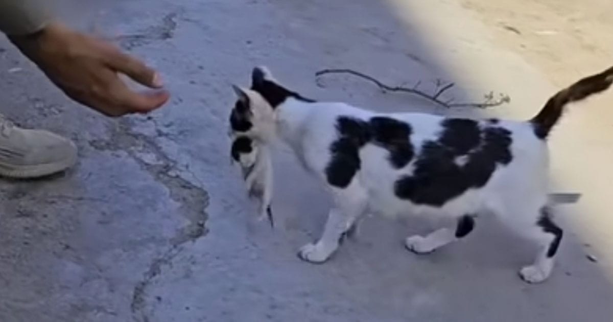 Kattmamma, döende unge, djurvän, djurhjälte