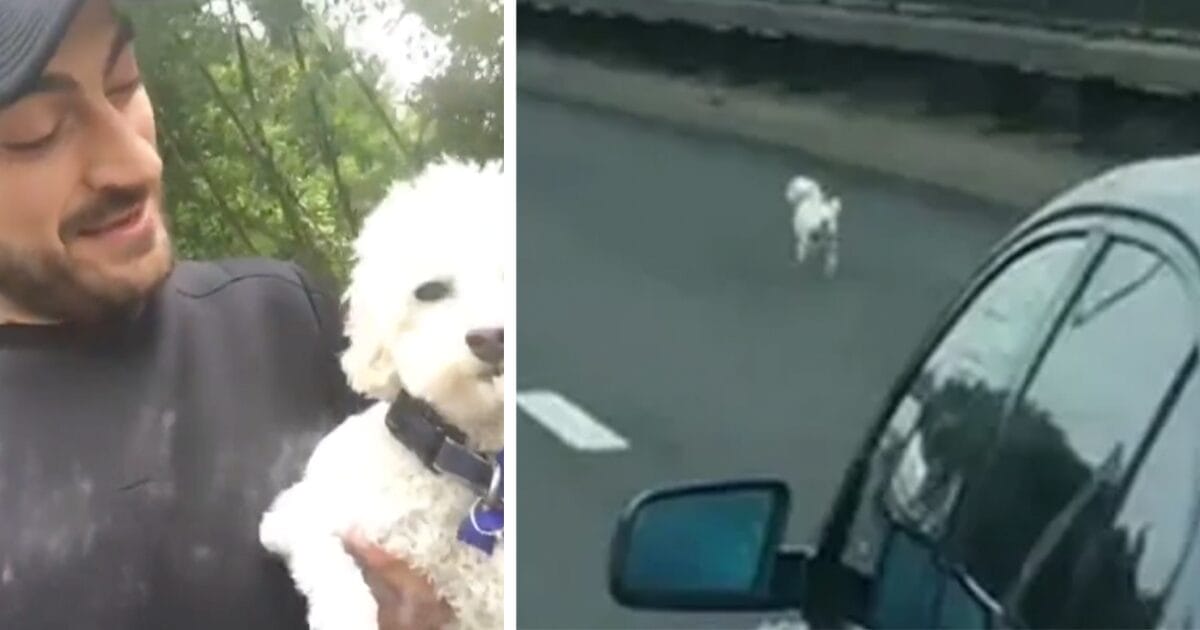Hunden på motorvägen
