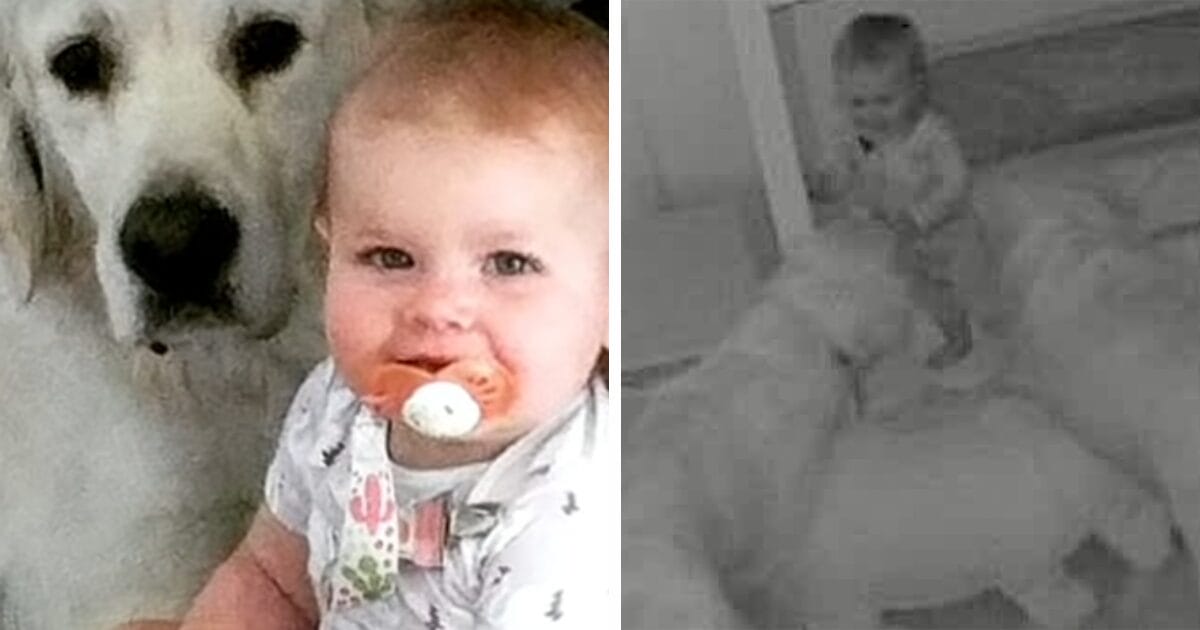 1-åring och hundar