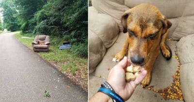 Hund hittas dumpad i fåtölj