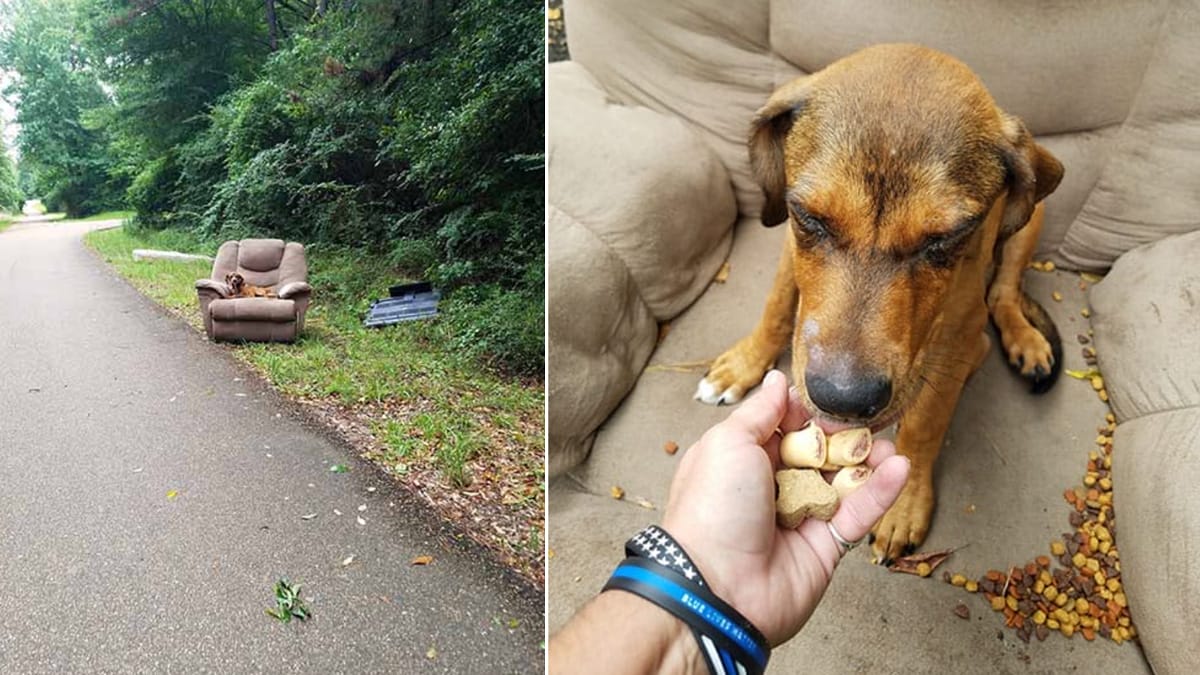 Hund hittas dumpad i fåtölj