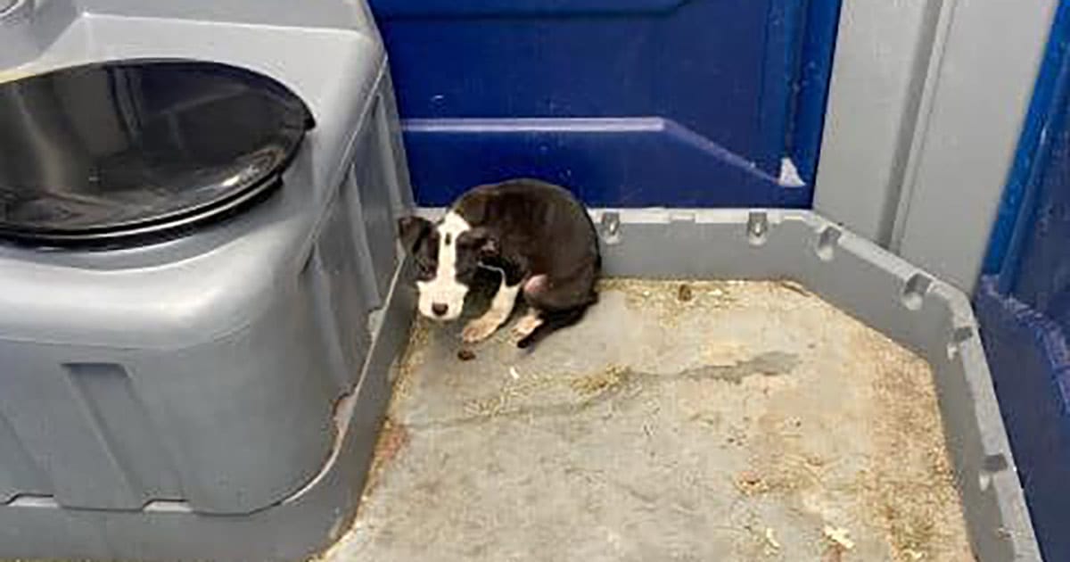 Hundvalpen dumpades på toa