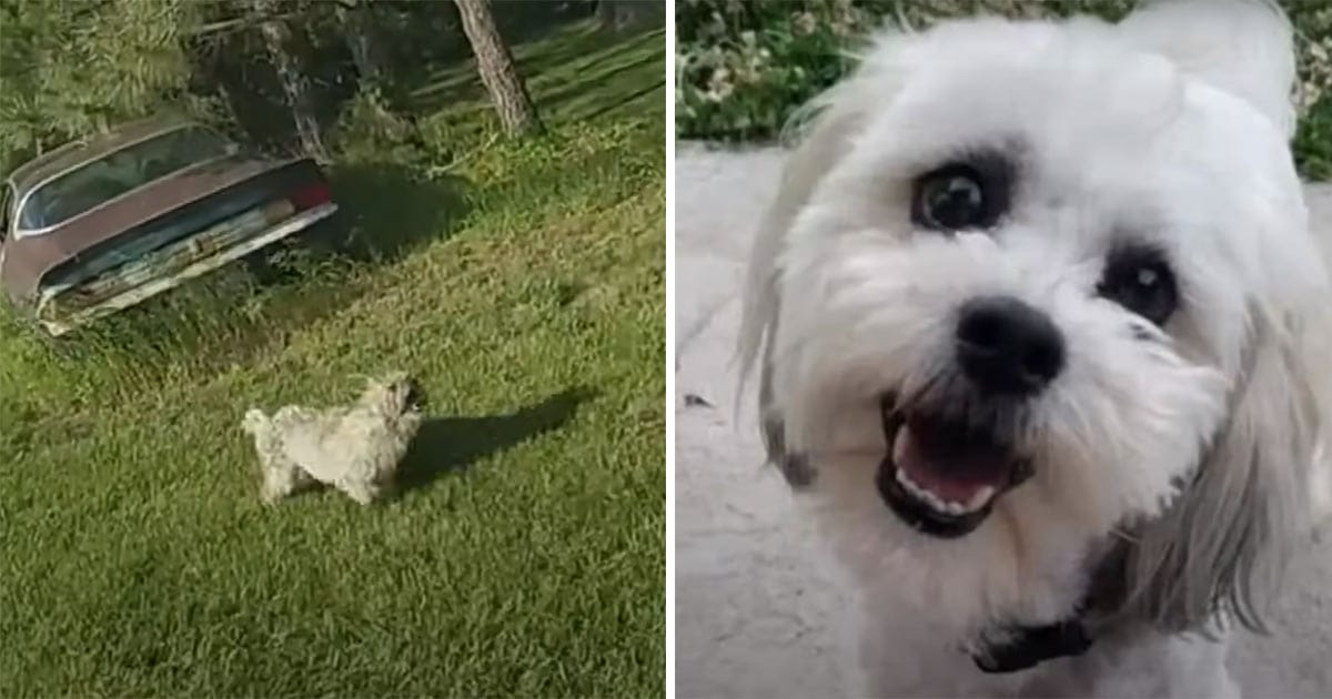Hund skjuts av polis