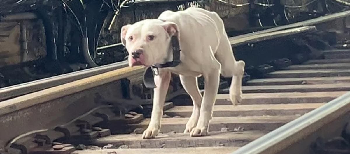 Hund på tågspår