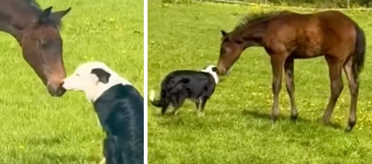 Collie och föl