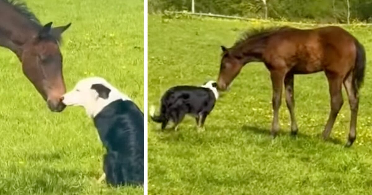 Collie och föl