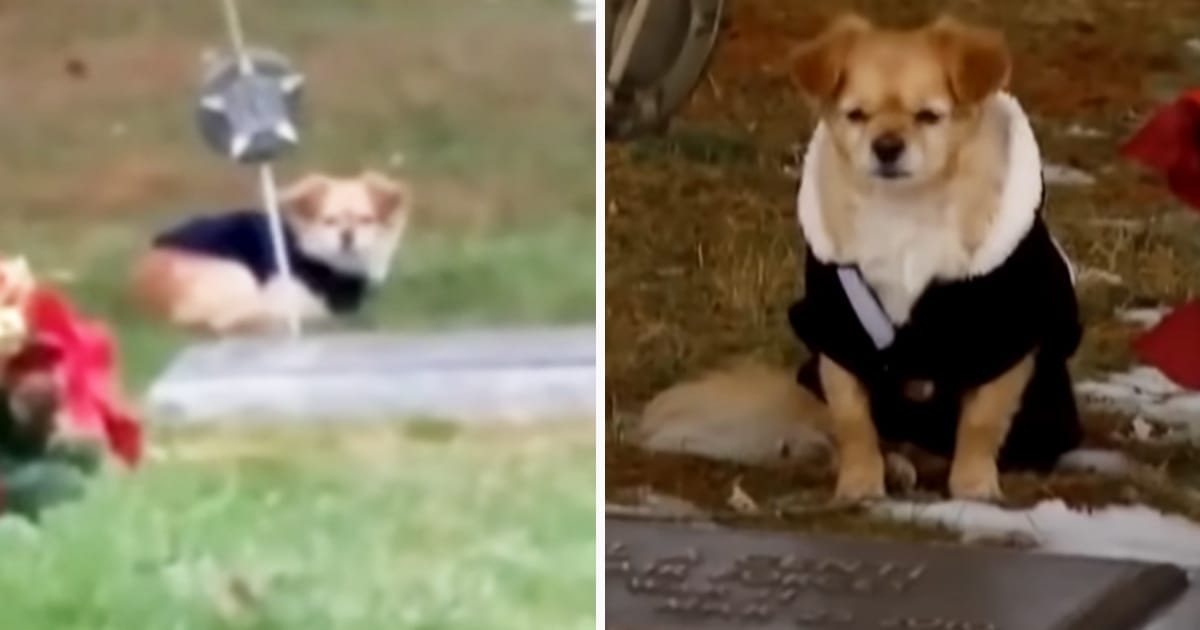 Dita, hund, vägrar lämna grav, gravplats