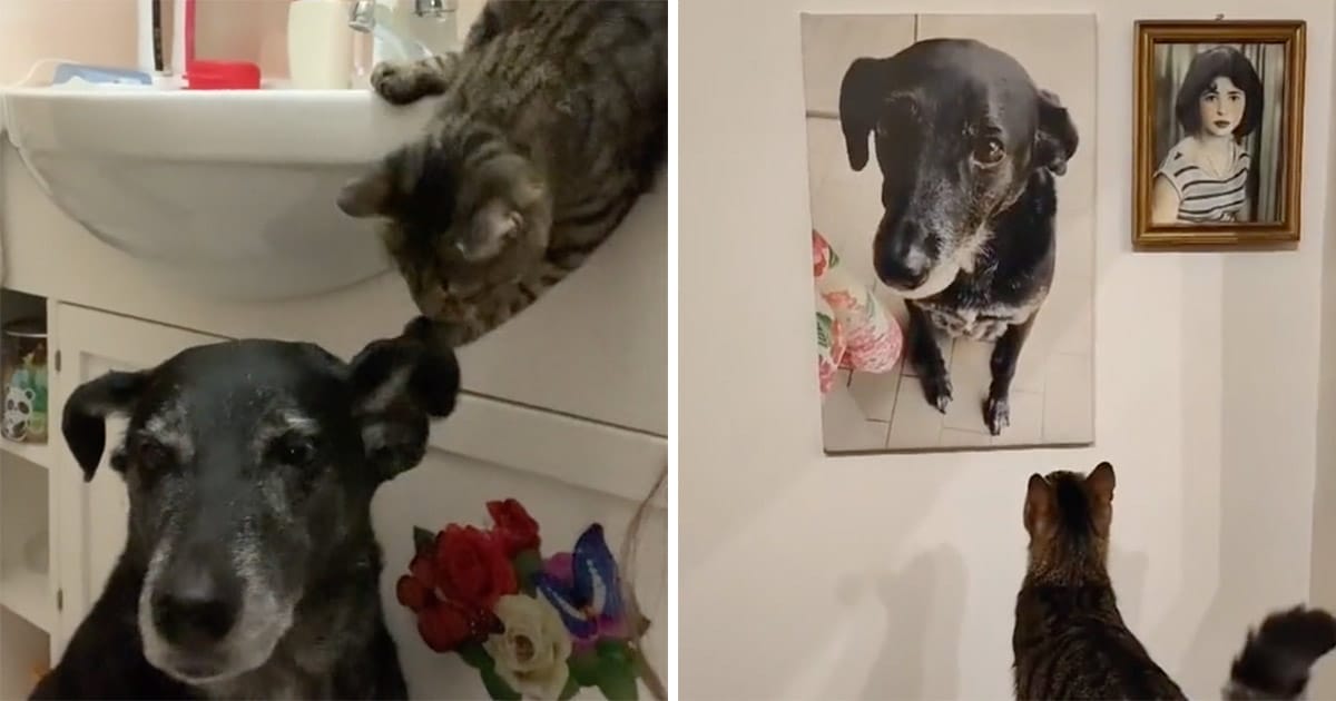 Katten saknar sin vän