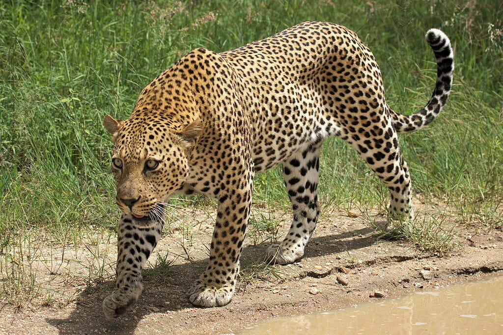 leopard i sydafrika