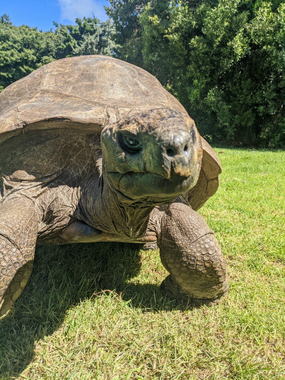 Jonathan Oldest Ever Tortoise And Oldest Living Land Mammal Turns 191   Jonathan Plantation House 