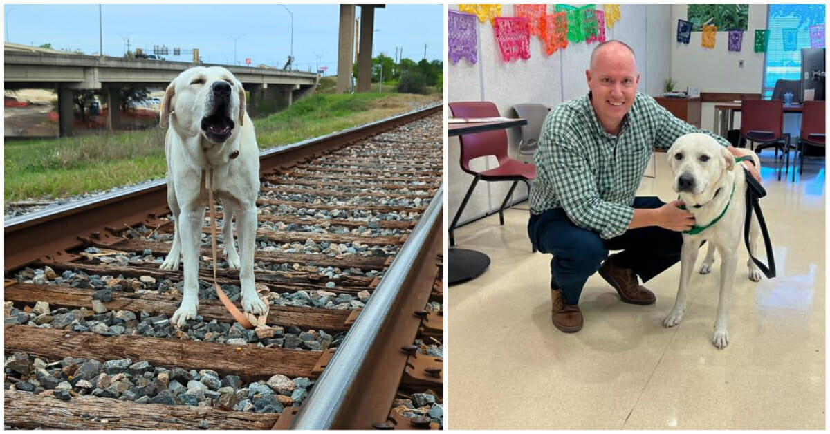 Dog rescued just in time after being nailed to railroad track, finds a