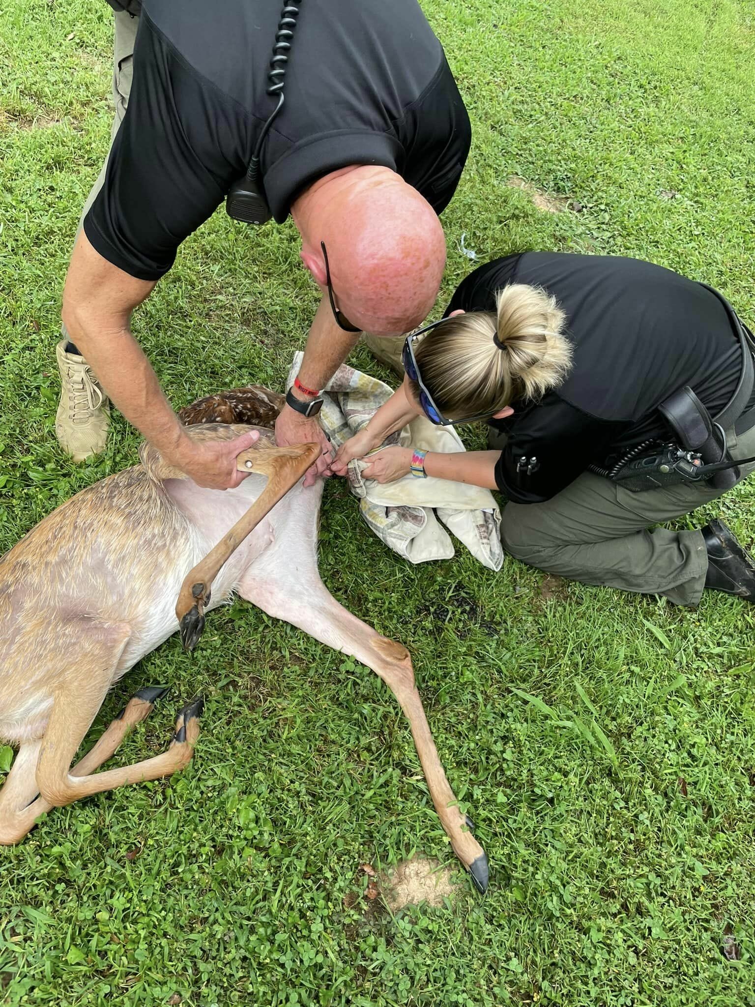 May be an image of 2 people, kangaroo and deer