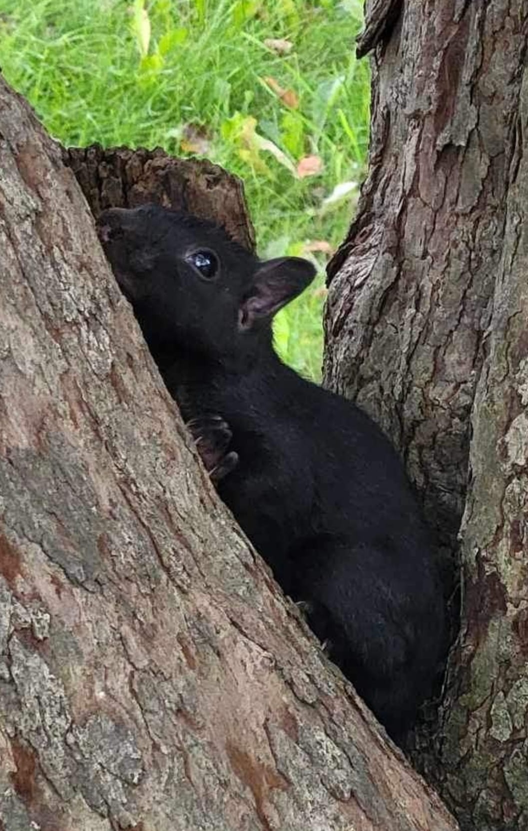 May be an image of chipmunk