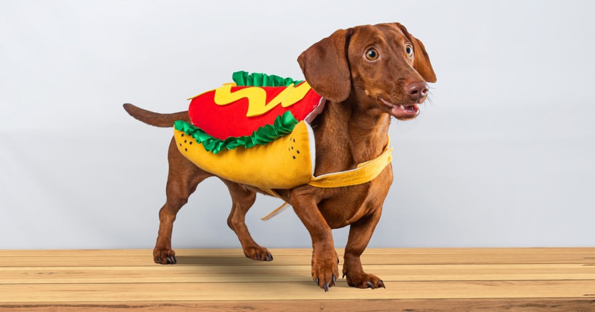 Dog in a hot dog costume. Source: Shutterstock