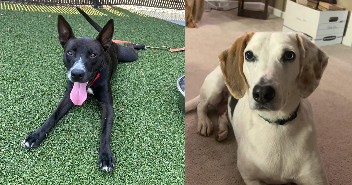 Rellie and Boone, shelter dog friends who were adopted together.