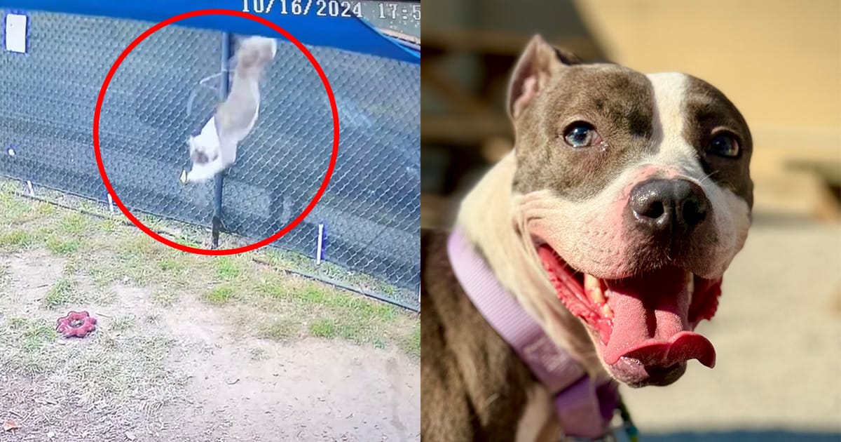 Ester, dog tossed over 6-foot fence, who was recently adopted.