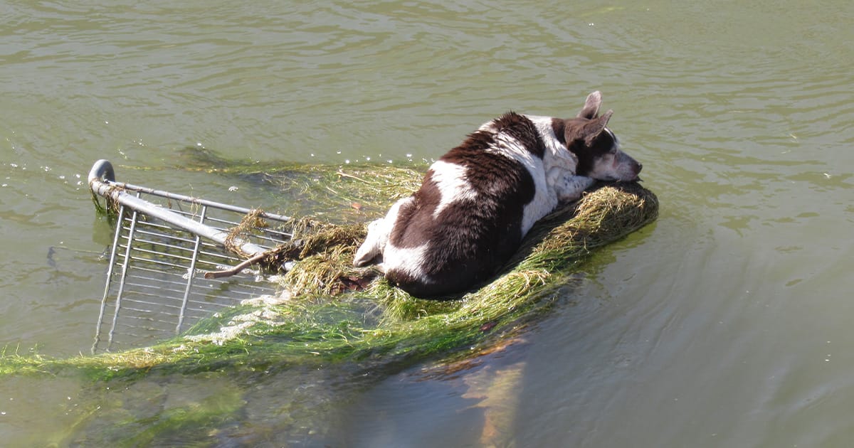 Dorothea, dog rescued from canal.