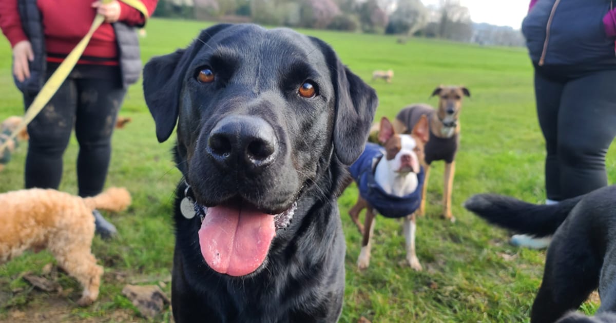 A pack of dogs. Most popular dog names of 2024. (Shutterstock)