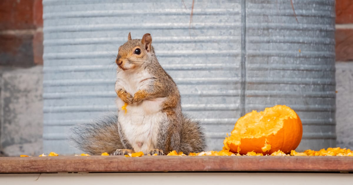 Squirrel with pumpkin