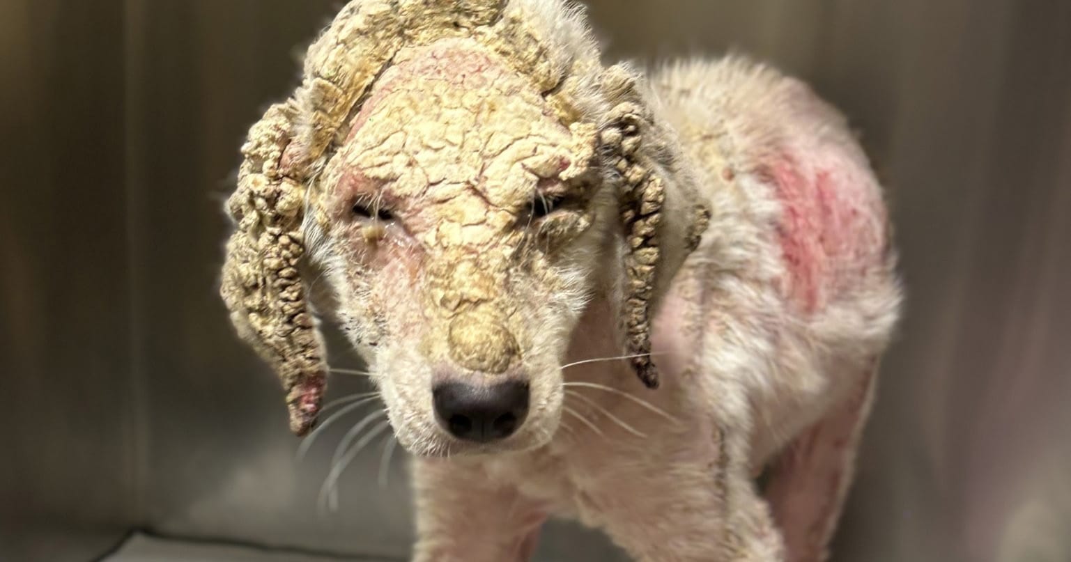 Trixie, dog who transformed after being taken in by Gulf Coast Humane Society.