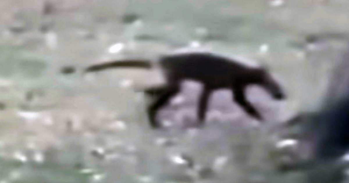 Mystery creature spotted in West Virginia.