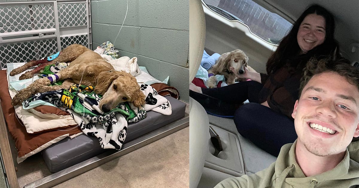 Dylan McCay and fiance Emily Roberts used their wedding fund to save a dog named Acklin.