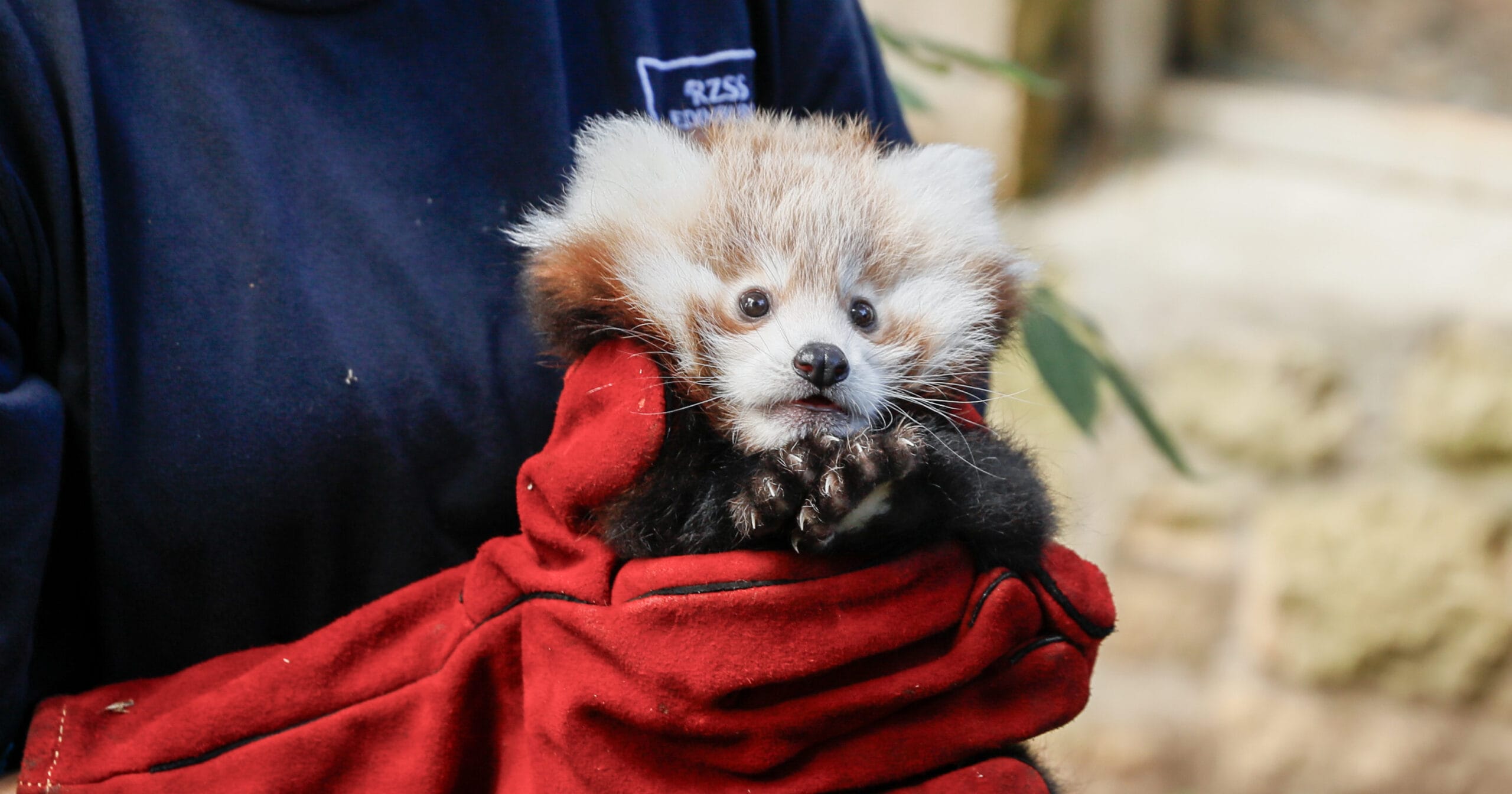 Roxie, red panda cub who died from fireworks (RZSS)