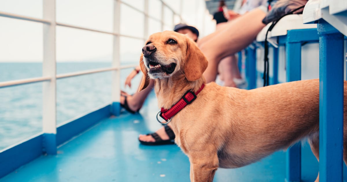 Dog on a cruise ship (Shutterstock)