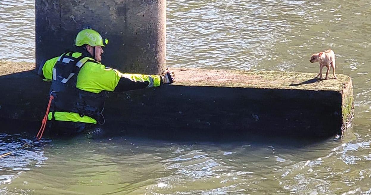 Houston firefighters save scared Chihuahua.
